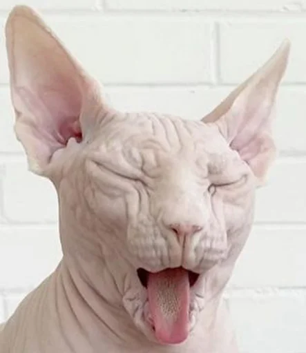 🤢 Стикер «sphynx cat» для Telegram