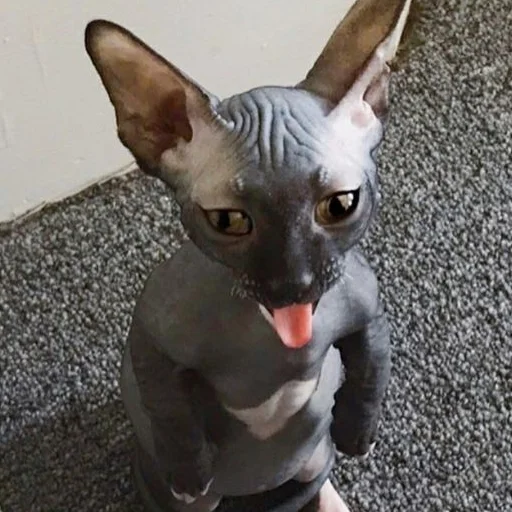 😛 Стикер «sphynx cat» для Telegram