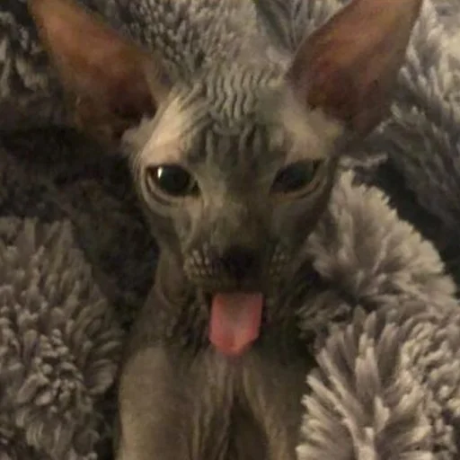 😛 Стикер «sphynx cat» для Telegram