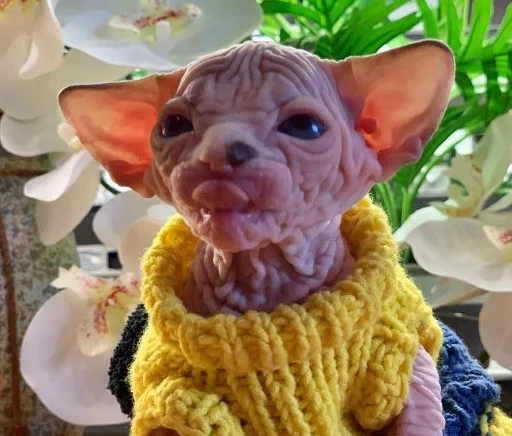 😋 Стикер «sphynx cat» для Telegram