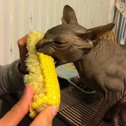😋 Стикер «sphynx cat» для Telegram