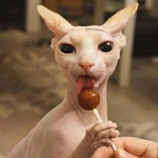😋 Стикер «sphynx cat» для Telegram