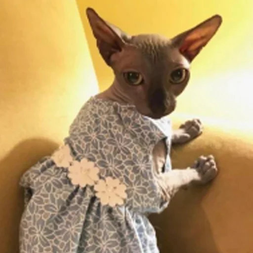 😊 Стикер «sphynx cat» для Telegram