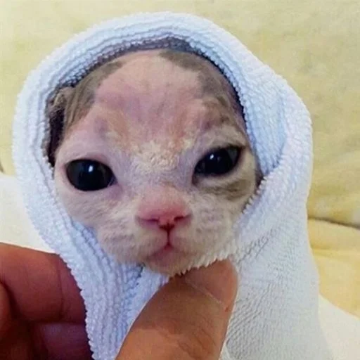 😊 Стикер «sphynx cat» для Telegram