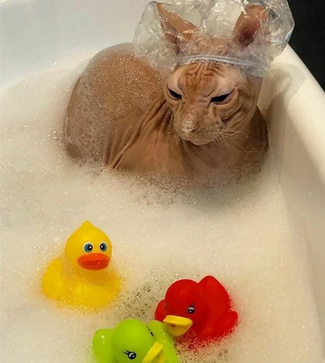 🧖‍♀️ Стикер «sphynx cat» для Telegram