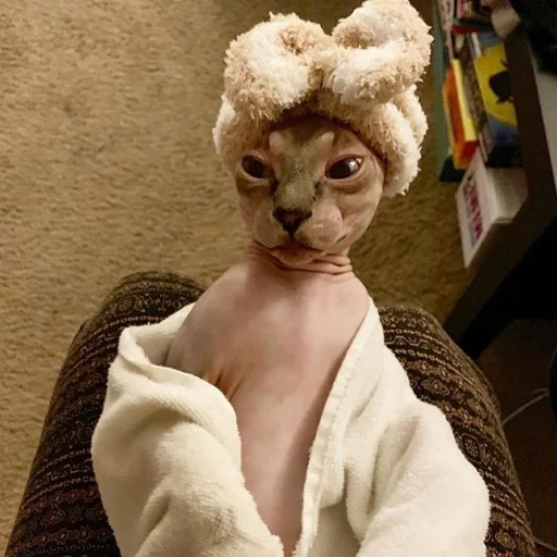 🧖‍♀️ Стикер «sphynx cat» для Telegram