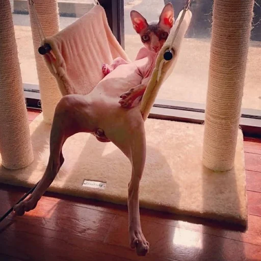 😊 Стикер «sphynx cat» для Telegram