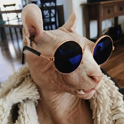 😎 Стикер «sphynx cat» для Telegram