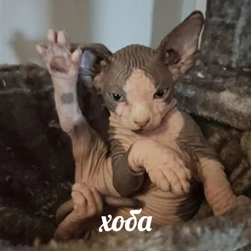 😁 Стикер «sphynx cat» для Telegram