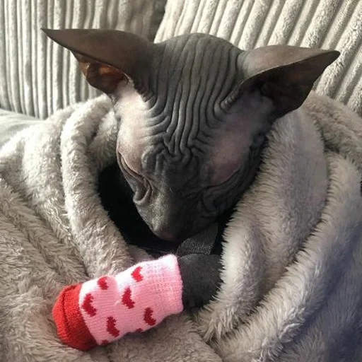 😴 Стикер «sphynx cat» для Telegram