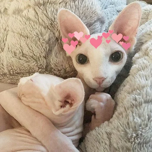 😴 Стикер «sphynx cat» для Telegram
