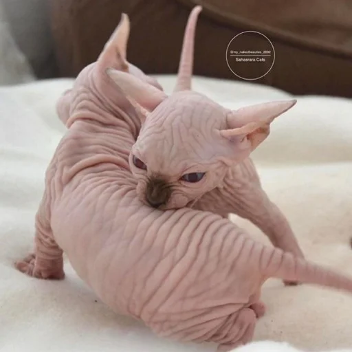 ❤️ Стикер «sphynx cat» для Telegram