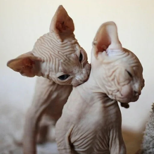 ❤️ Стикер «sphynx cat» для Telegram