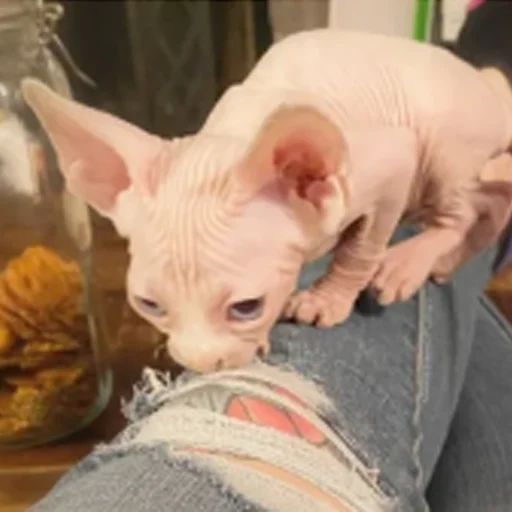 😁 Стикер «sphynx cat» для Telegram