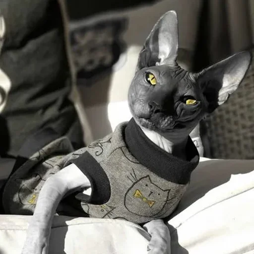 😡 Стикер «sphynx cat» для Telegram