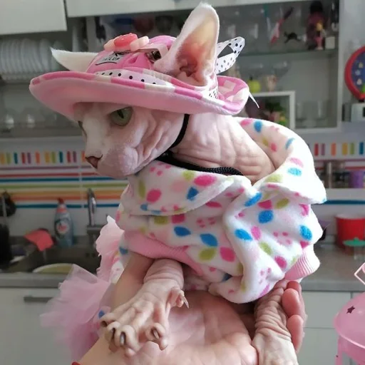 👒 Стикер «sphynx cat» для Telegram