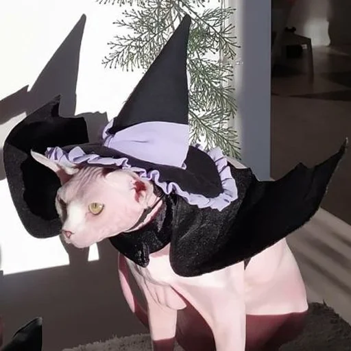 🧙‍♀️ Стикер «sphynx cat» для Telegram