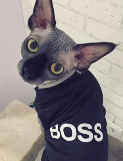 👩‍💼 Стикер «sphynx cat» для Telegram