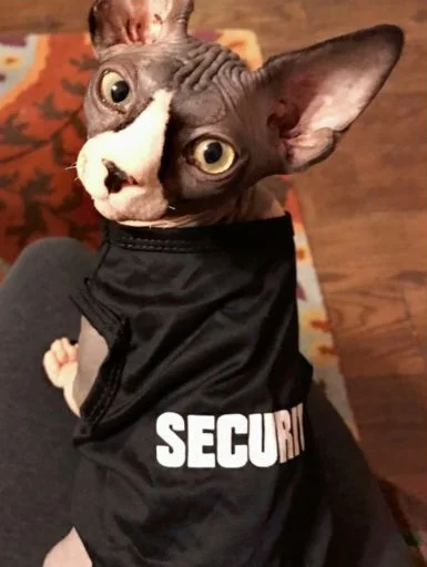 👮‍♀️ Стикер «sphynx cat» для Telegram