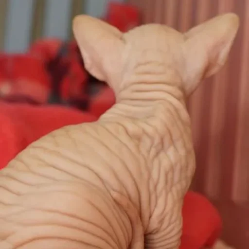😡 Стикер «sphynx cat» для Telegram