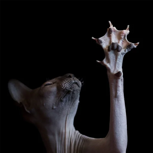 👋 Стикер «sphynx cat» для Telegram