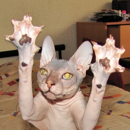 👋 Стикер «sphynx cat» для Telegram