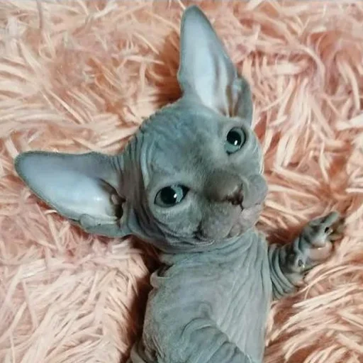 🥰 Стикер «sphynx cat» для Telegram