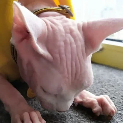 😫 Стикер «sphynx cat» для Telegram
