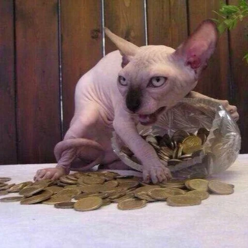 😡 Стикер «sphynx cat» для Telegram