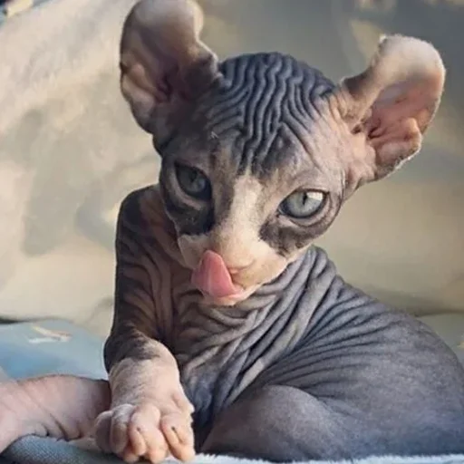 😋 Стикер «sphynx cat» для Telegram