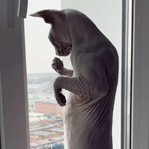 🥲 Стикер «sphynx cat» для Telegram