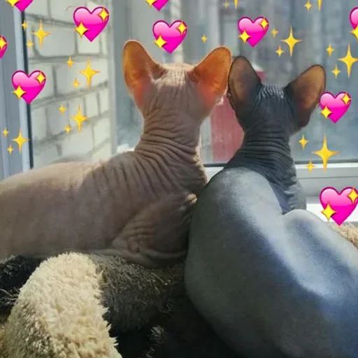 😍 Стикер «sphynx cat» для Telegram