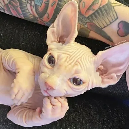 😌 Стикер «sphynx cat» для Telegram