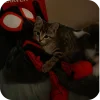 😎 Эмодзи «Spider Man» для Telegram