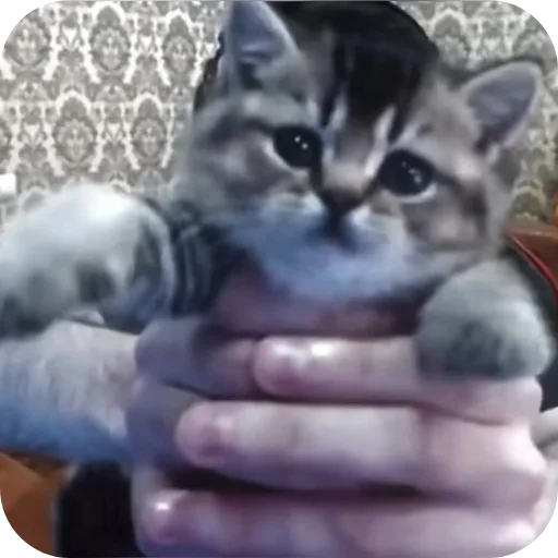 🐱 Стикер «Спокойнич Максим» для Telegram