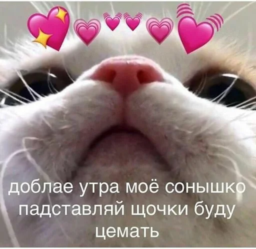 😘 Стикер «spokysa» для Telegram