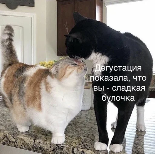 😍 Стикер «spokysa» для Telegram