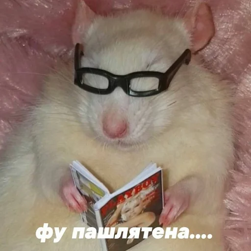 😁 Стикер «spokysa» для Telegram