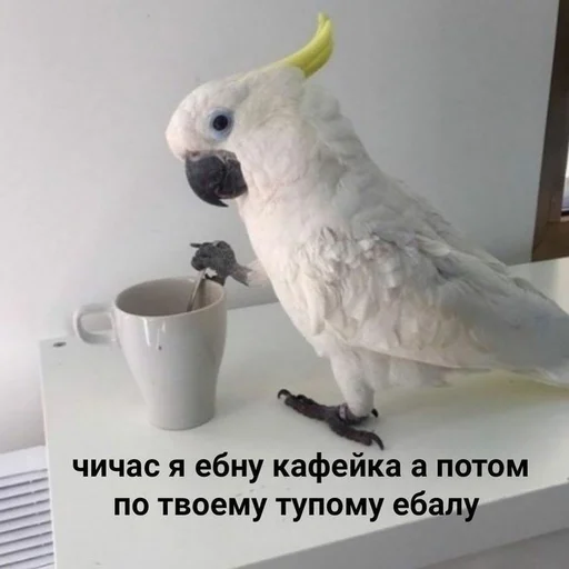 🤨 Стикер «spokysa» для Telegram
