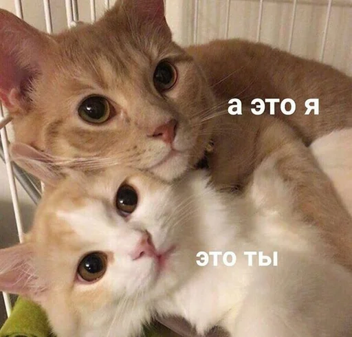 ☺️ Стикер «spokysa» для Telegram