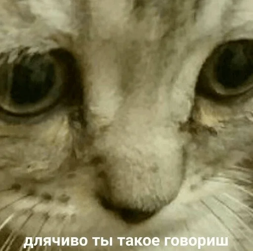 😒 Стикер «spokysa» для Telegram
