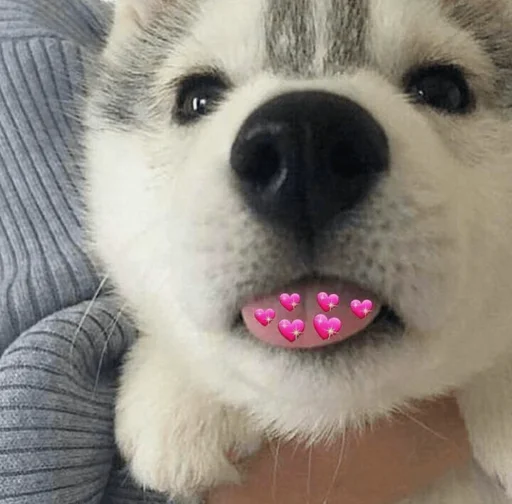 😛 Стикер «spokysa» для Telegram