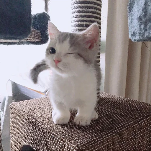 😉 Стикер «spokysa» для Telegram