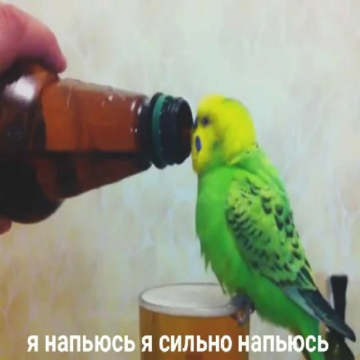 🤪 Стикер «spokysa» для Telegram