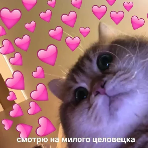🥰 Стикер «spokysa» для Telegram