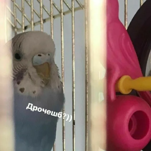 🤔 Стикер «spokysa» для Telegram