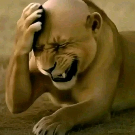 🫢 Стикер «Birds Memes» для Telegram
