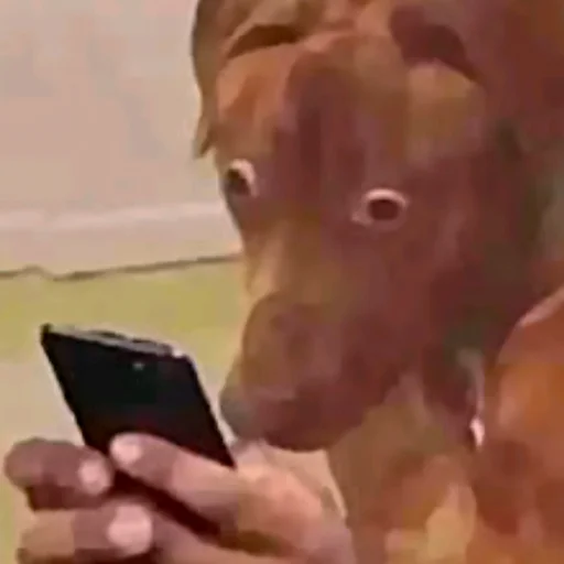 🤨 Стикер «Birds Memes» для Telegram