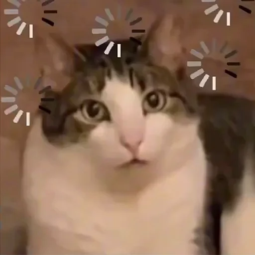 😼 Стикер «Birds Memes» для Telegram