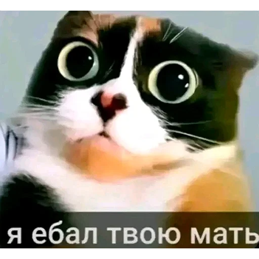 😺 Стикер «Birds Memes» для Telegram